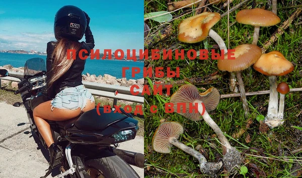 сатива Абинск